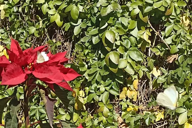 Entretenimiento para bodas en Aguascalientes — Bella Mariposa Liberacion, Aguascalientes