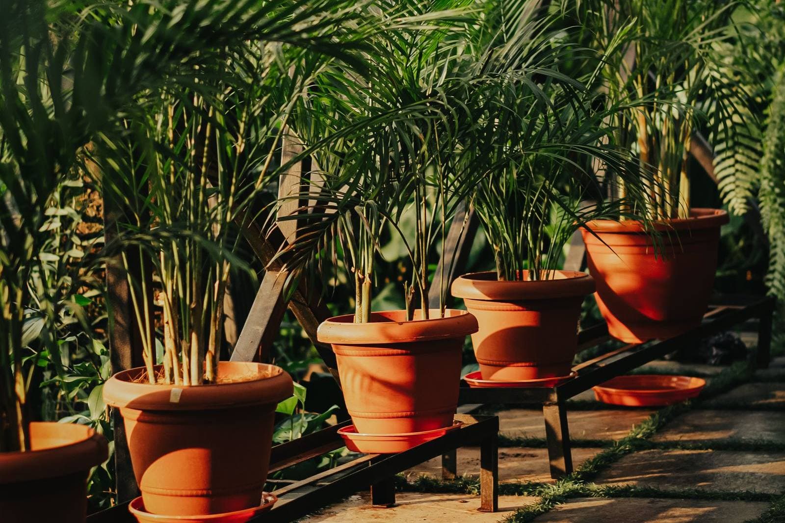 Servijardines — Decoración y Flores en Mérida · foto 3